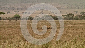 Cheetahs in the Serengeti