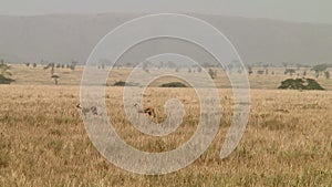 Cheetahs in the Serengeti