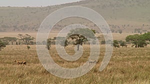 Cheetahs in the Serengeti