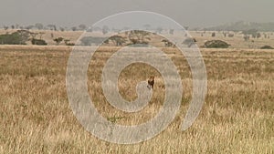 Cheetahs in the Serengeti