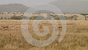 Cheetahs in the Serengeti