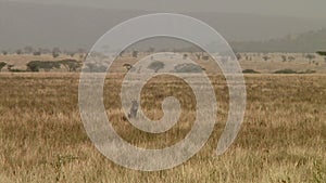 Cheetahs in the Serengeti
