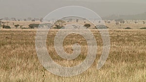 Cheetahs in the Serengeti