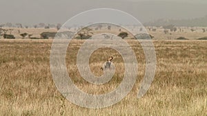 Cheetahs in the Serengeti