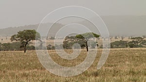 Cheetahs in the Serengeti