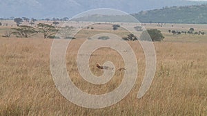 Cheetahs in the Serengeti