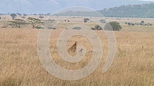 Cheetahs in the Serengeti