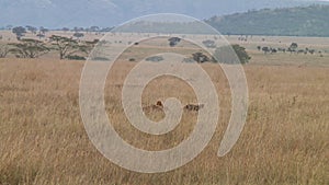 Cheetahs in the Serengeti