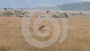 Cheetahs in the Serengeti