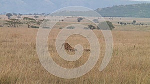 Cheetahs in the Serengeti