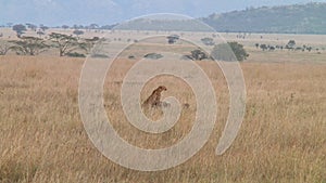 Cheetahs in the Serengeti