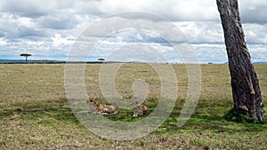 Cheetahs in the Shade, Maasai Mara National Reserve Kenya