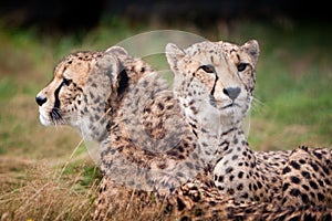 Cheetahs sitting and resting