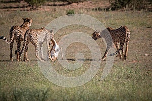 Cheetahs with a Springbok kill in Kgalagadi.