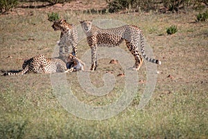 Cheetahs with a Springbok kill in Kgalagadi.