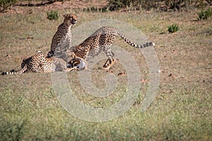 Cheetahs with a Springbok kill in Kgalagadi.