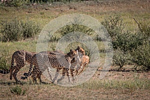 Cheetahs with a Springbok kill in Kgalagadi.