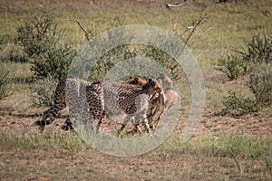 Cheetahs with a Springbok kill in Kgalagadi.