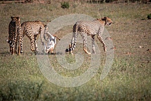 Cheetahs with a Springbok kill in Kgalagadi.