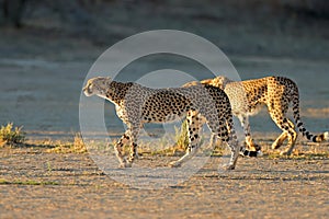 Cheetahs stalking in natural habitat, Kalahari desert, South Africa