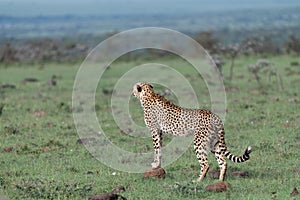 Cheetahs standing in the savannah
