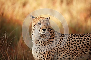 Cheetahs Stare