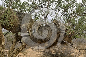 cheetahs on top of a sociable bird nests photo