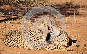 Cheetahs with tracking collars