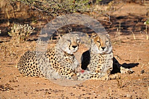 Cheetahs with tracking collars photo