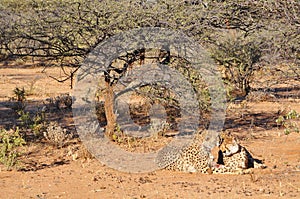 Cheetahs with tracking collars