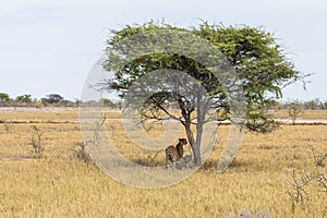 Cheetahs under tree in Etosha Park, Namibia