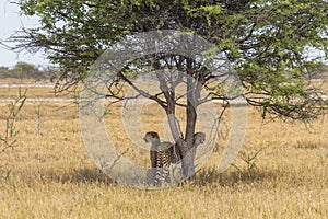 Cheetahs under tree in Etosha Park, Namibia