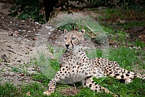 Cheetahs in the Vienna zoo Austria