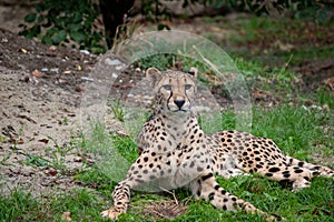 Cheetahs in the Vienna zoo Austria