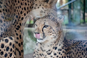 Cheetahs in the Vienna zoo Austria