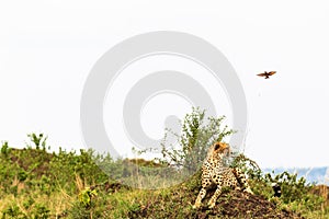 Cheetahs view point in savanna. Masai Mara, Kenya