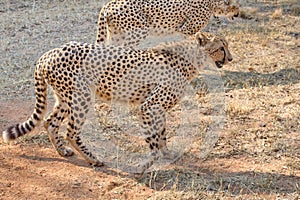 Cheetahs walking