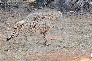 Cheetahs walking