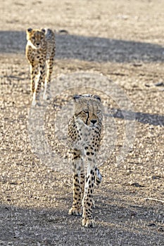 Cheetahs walking in Botswana, Africa