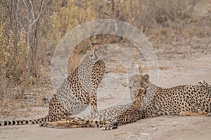 Cheetah walking and standing in the savanna, Etosha national park, Namibia, Africa