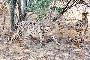 Cheetahs walking through the trees