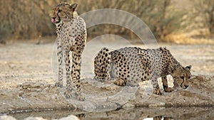 Cheetahs at a waterhole