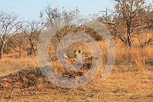 Cheetahs in Welgevonden Game Reserve in South Africa