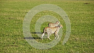 Cheetahs in the wild of Africa in search of prey