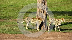 Cheetahs in the wild of Africa in search of prey