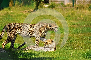 Cheetahs in a Wildlife Park