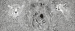 Cheetahs and Zebra and pattern background