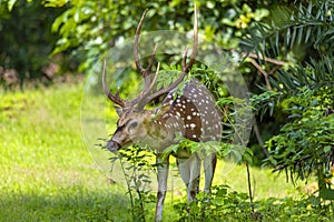 Cheetal or chital deer, also known as spotted deer in lush forest meadow. Deer family