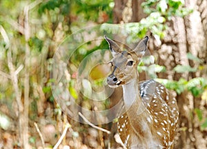 Cheetal deer in the bushes of Jim Corbett forest