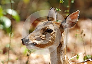 Cheetal deer chewing leaves